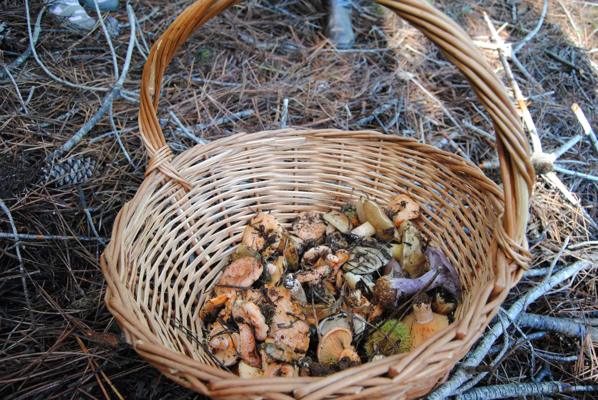 Com sede na Mealhada, já foi criada a Confraria dos Cogumelos e Trufas de Portugal