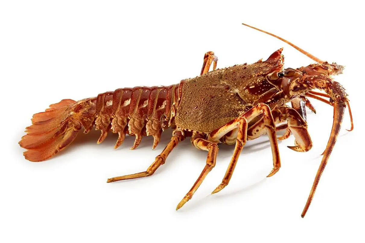 O marisco da Ria Formosa