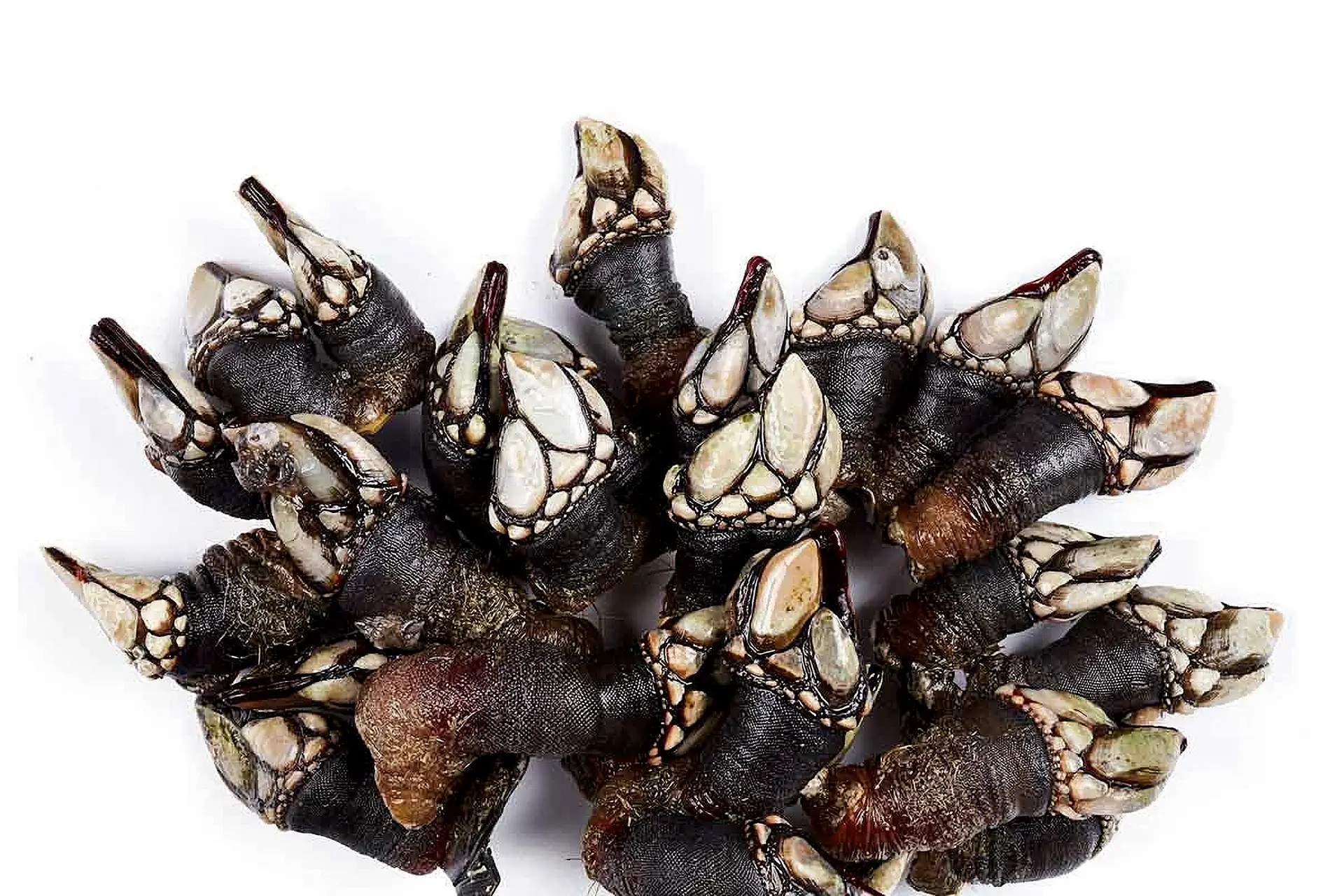 Em 2023, visitaram o Festival do Percebe mais de 8 mil pessoas. Foram consumidos 4170 kg de marisco, sendo 1250 kg de percebes