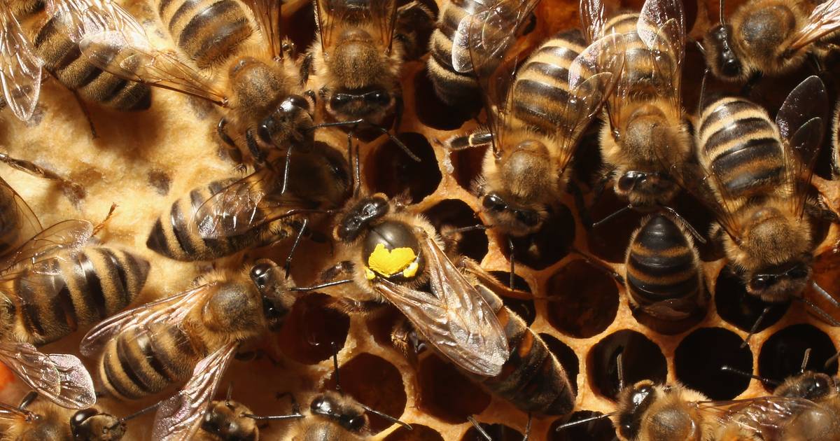 “Perdemos entre 33% e 51% das nossas abelhas todos os anos” e sem elas “estamos em grandes sarilhos”, alerta entomologista
