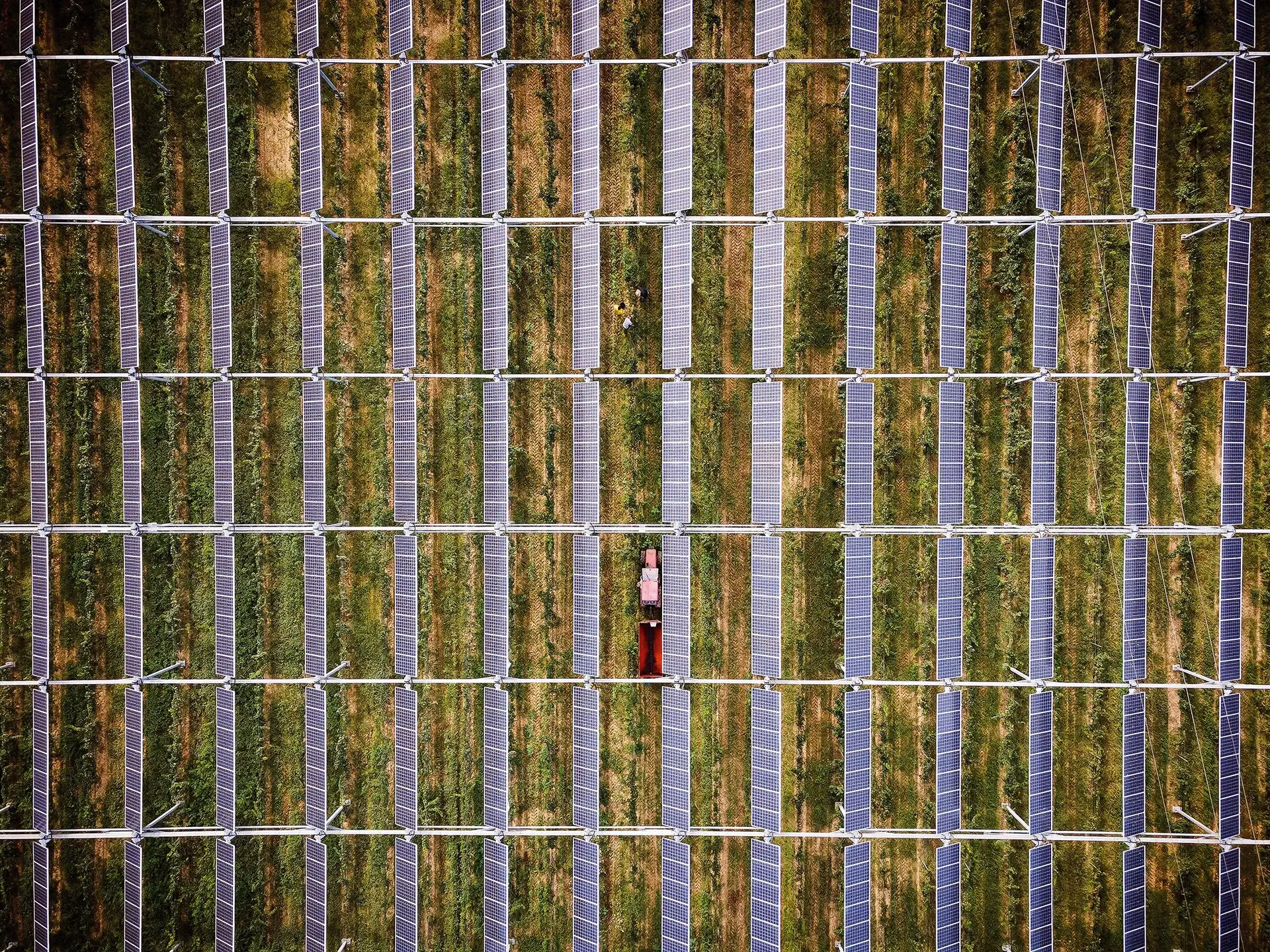 Maçãs de Alcobaça vão ficar mais verdes: francesa Akuo aposta no negócio agrivoltaico em Portugal