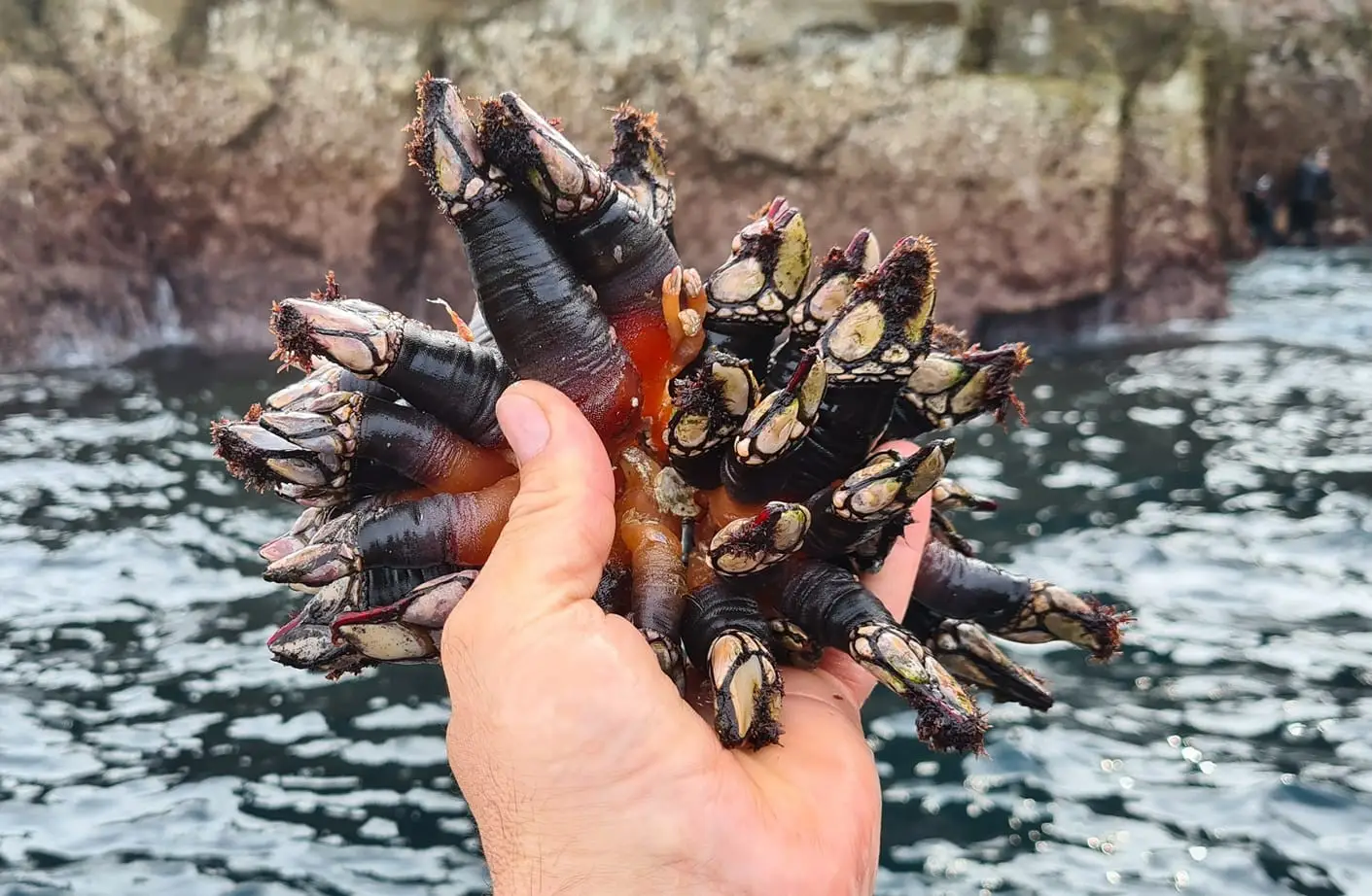 Perceves da Berlenga 