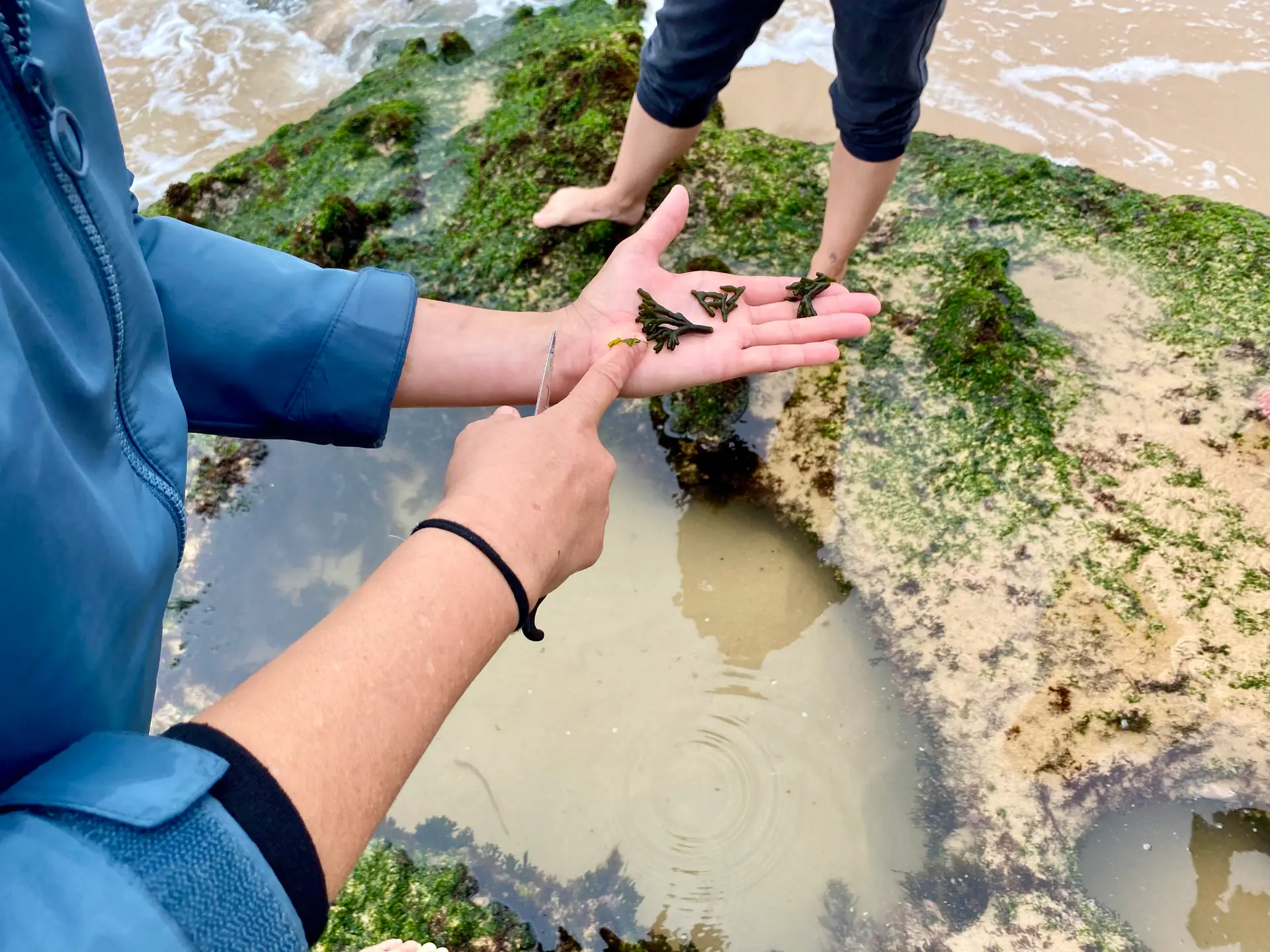 Codium ou Chorão-do-mar