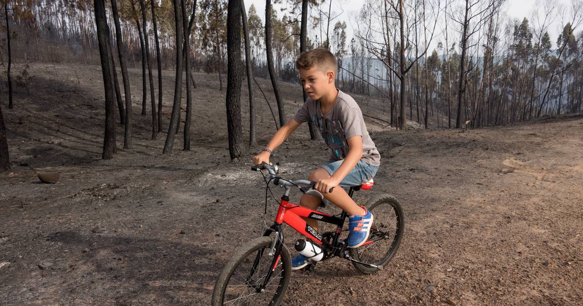 Jovens migrantes vão vigiar floresta em Castelo Branco para prevenir incêndios