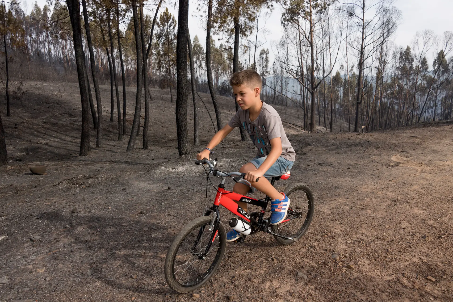 Jovens migrantes vão vigiar floresta em Castelo Branco para prevenir incêndios