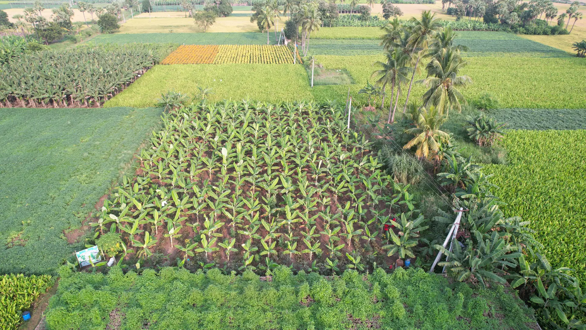 Há formas de fazer agricultura e de alimentar o mundo sem destruir o planeta. O Prémio Gulbenkian para a Humanidade vai para quem o faz