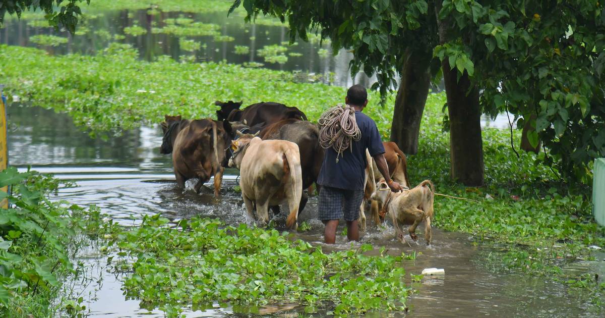 Mais de 150 animais em parque nacional na Índia morreram devido às inundações