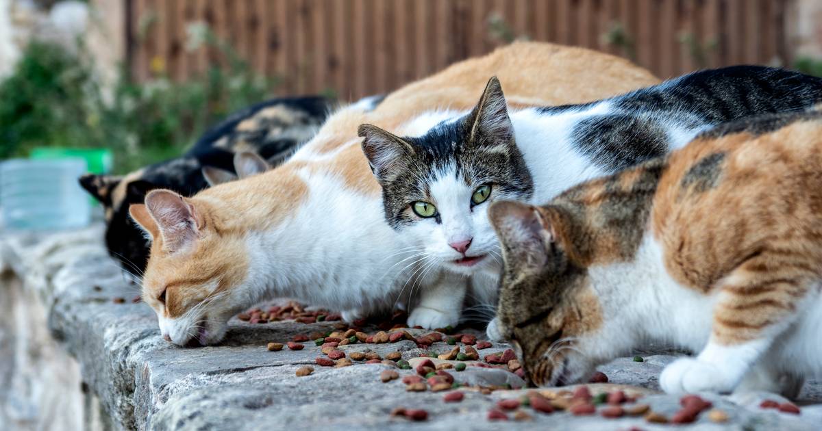 O nada estranho caso dos gatos do Barreiro: a anatomia de um boato, por Luís Pedro Nunes