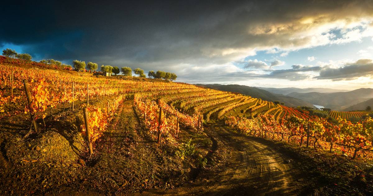 Património imaterial precisa-se: a candidatura do vinho da Madeira a património da UNESCO