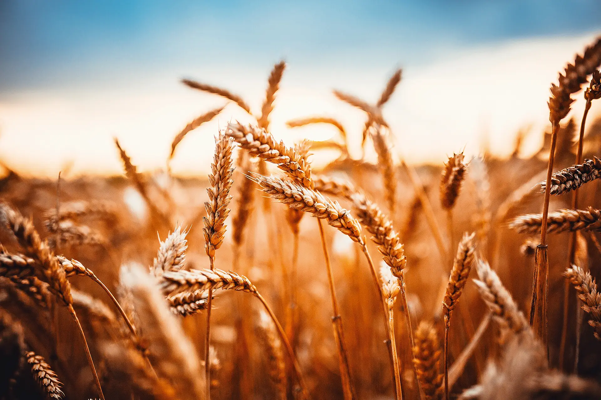 Está a segurança alimentar ameaçada?