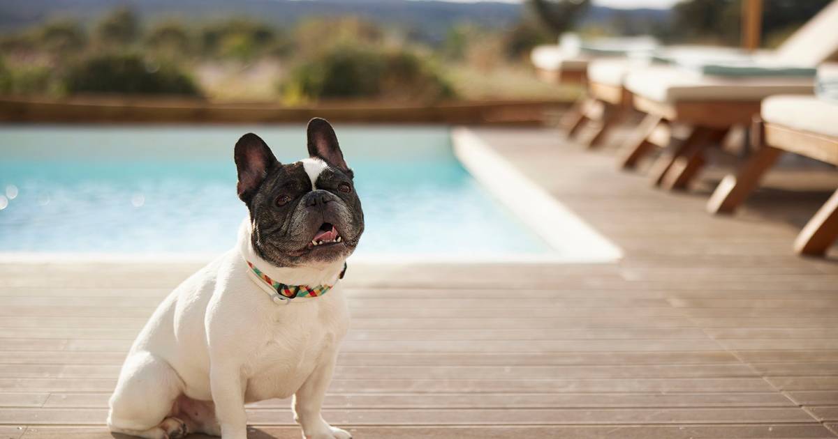 Pet friendly: Estes são os melhores alojamentos no Algarve para ir de férias com o seu animal de estimação