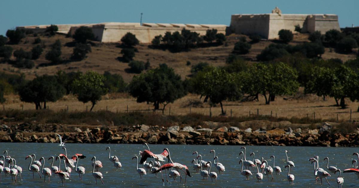 Uma viagem pelo Baixo Guadiana, entre praias, salinas, sapais e 