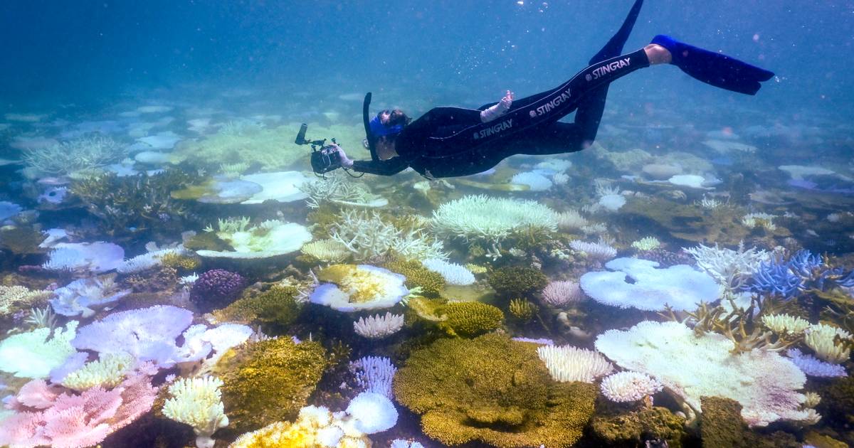 Investigadores alertam para “ameaça existencial”: temperatura das águas na Grande Barreira de Coral atinge máximo de 400 anos