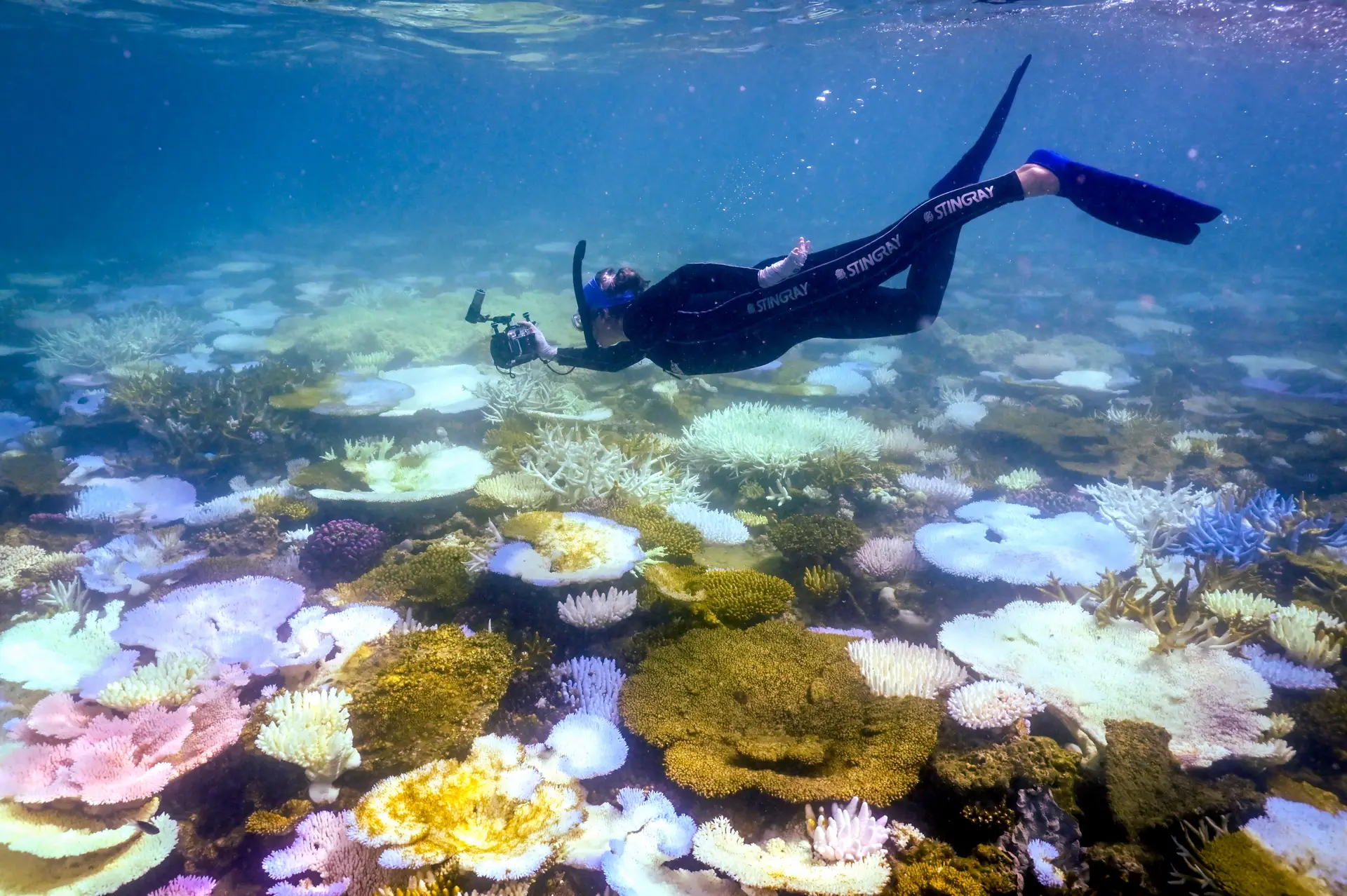 Investigadores alertam para “ameaça existencial”: temperatura das águas na Grande Barreira de Coral atinge máximo de 400 anos