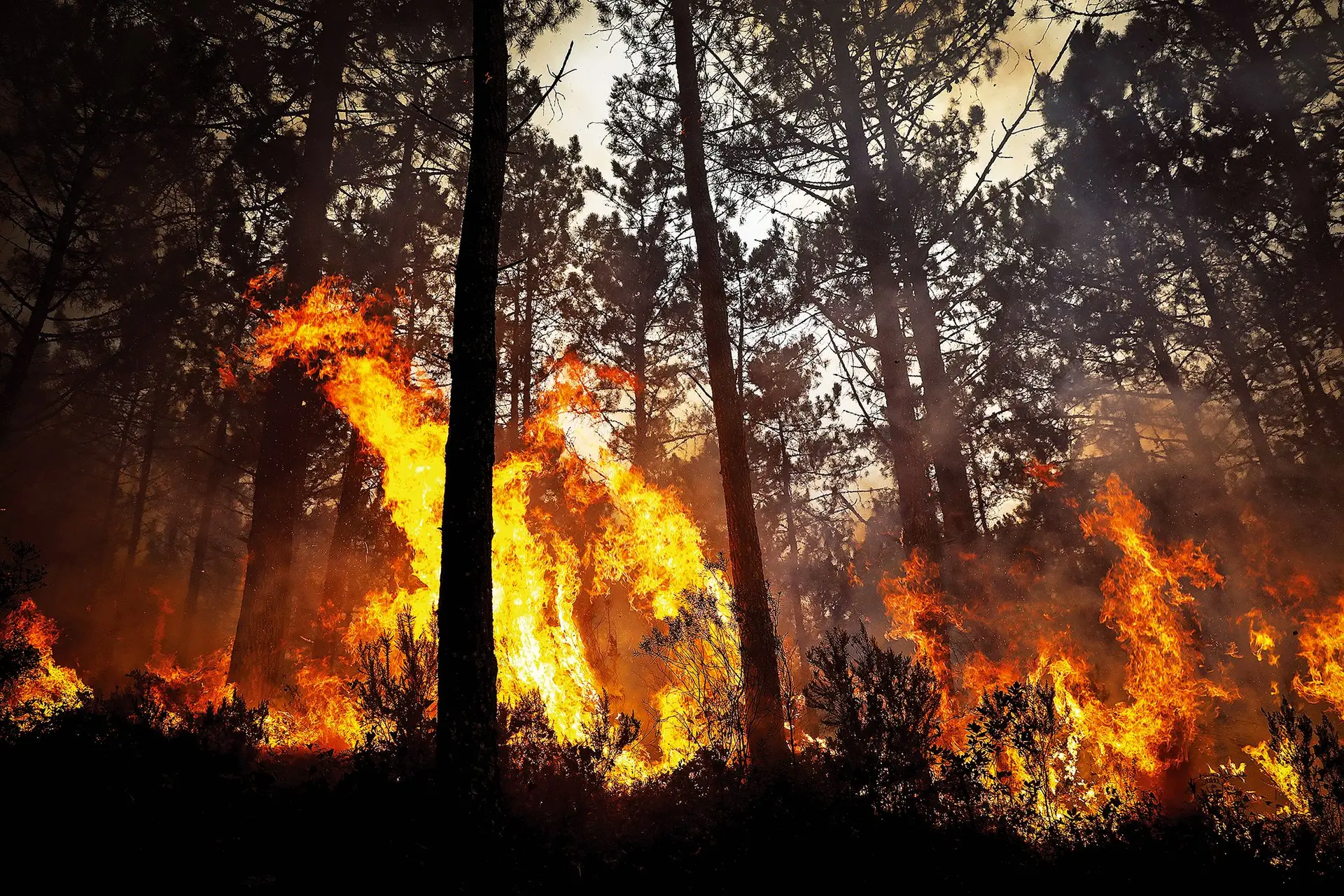 Perigo máximo de incêndio em mais de 40 concelhos