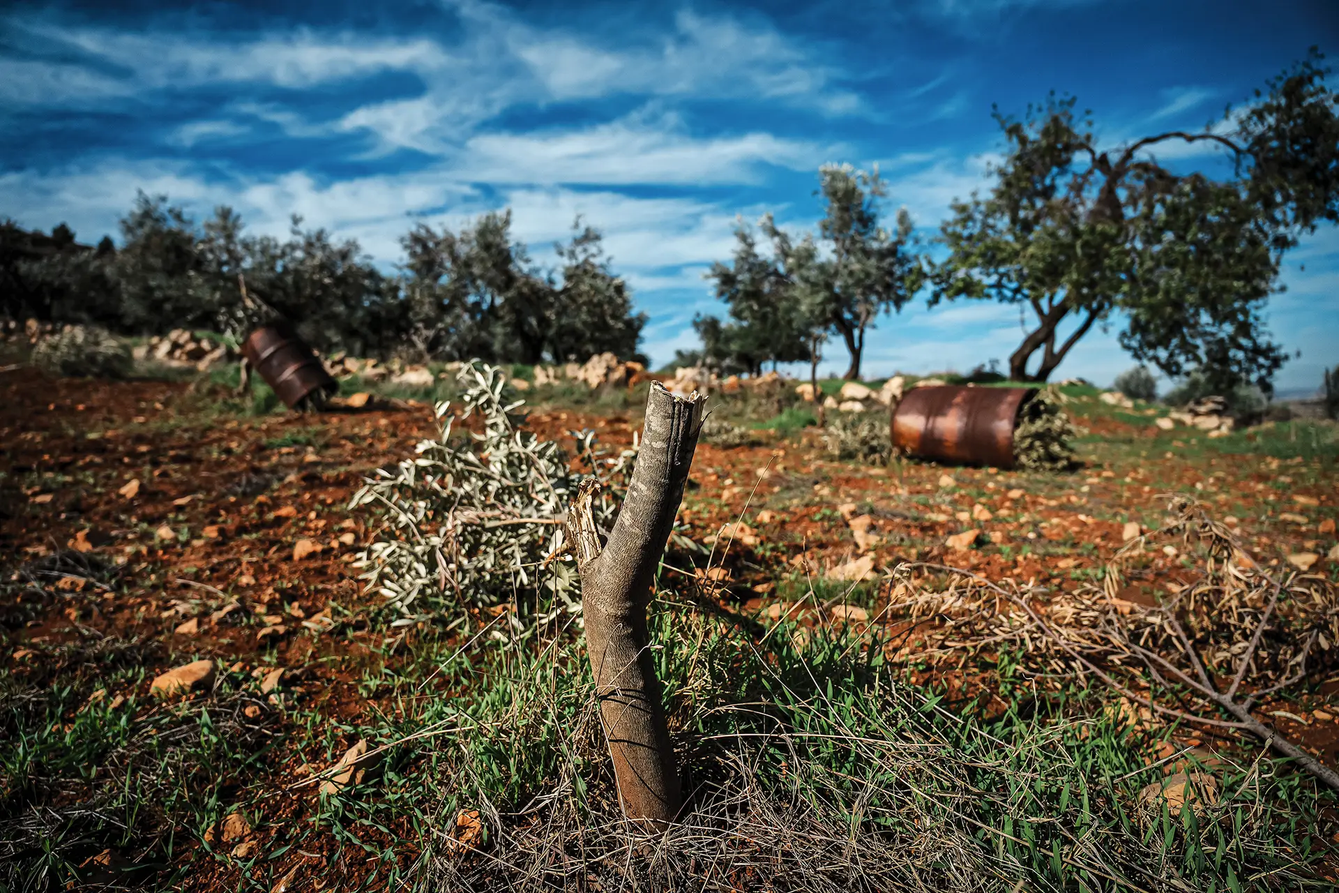 Da Palestina à Colômbia: como os conflitos causam fome e promovem o ecocídio
