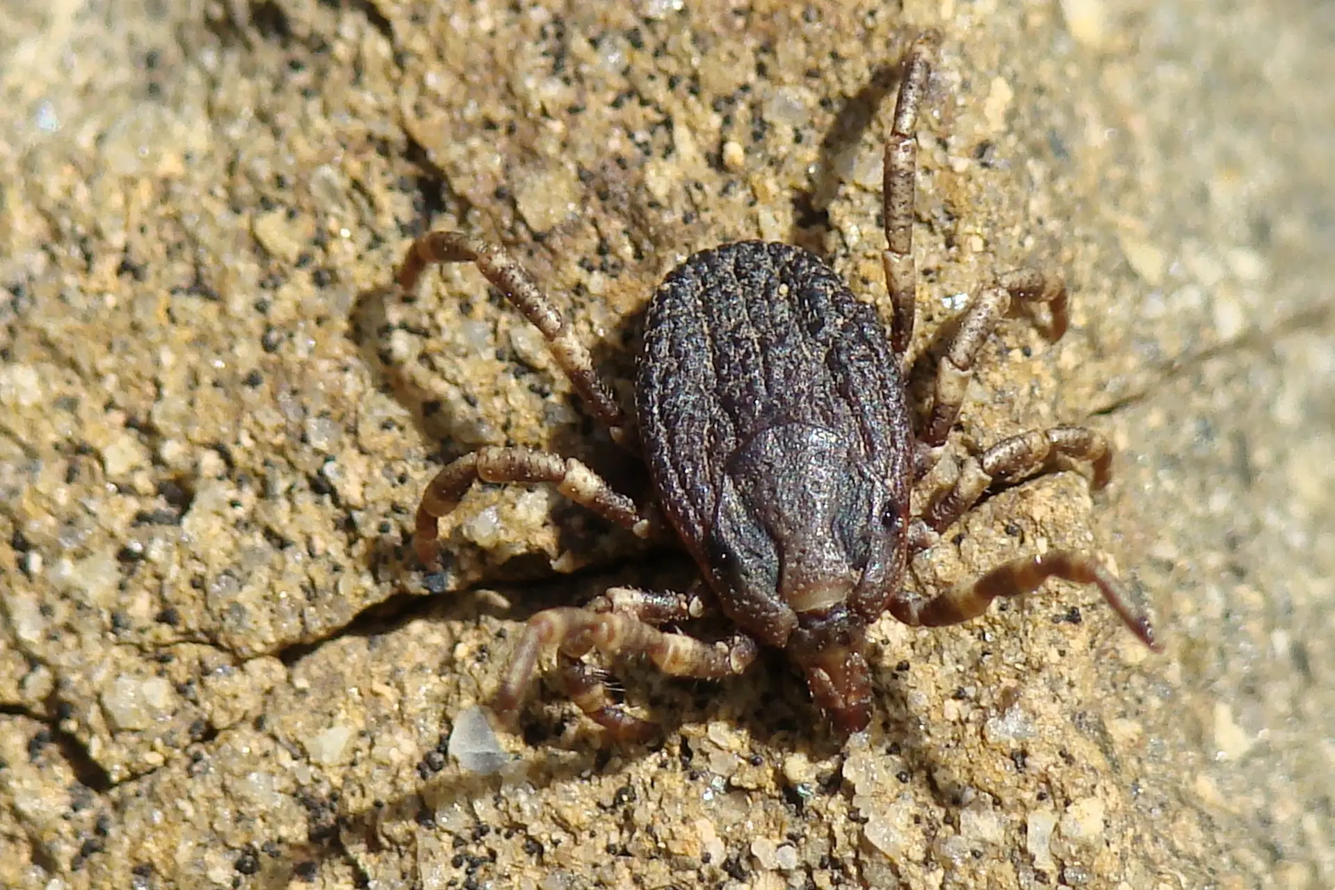 Crimean-Congo hemorrhagic fever: DGS on the ground collecting ticks for virus testing