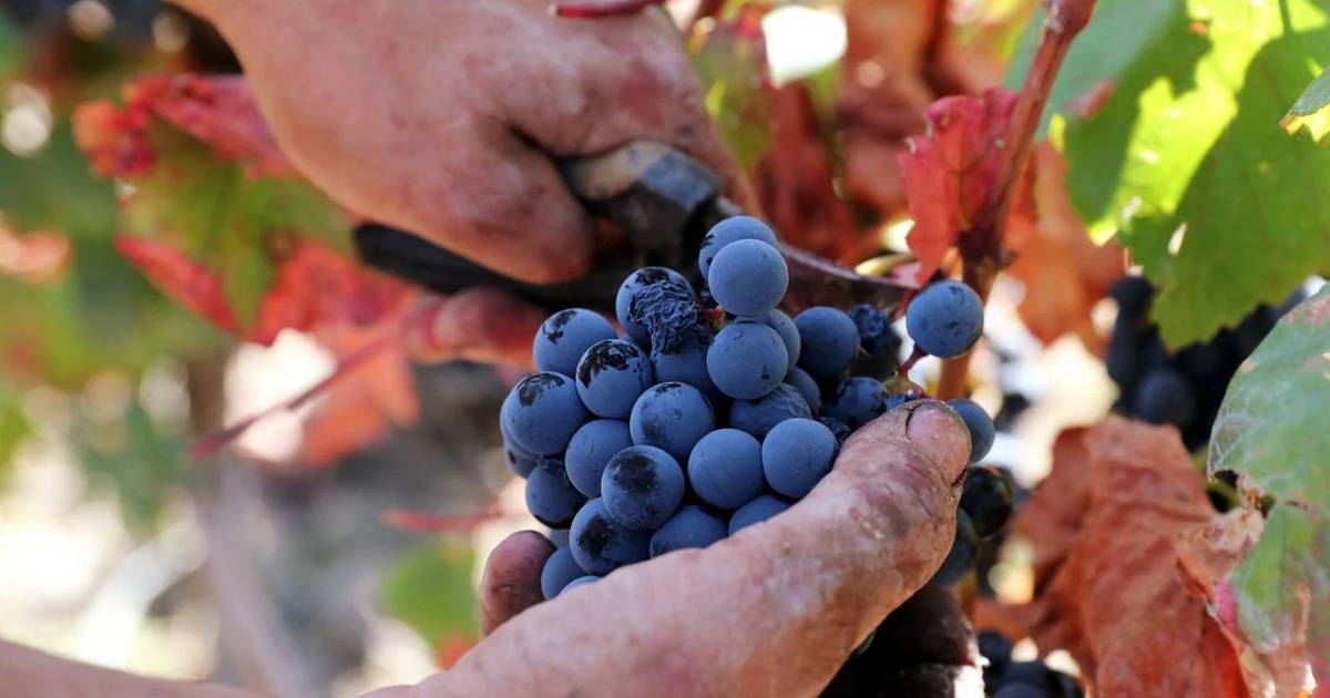 Exportações de vinho entre agridoces: Singapura paga 8,7 euros por litro, Espanha 96 cêntimos