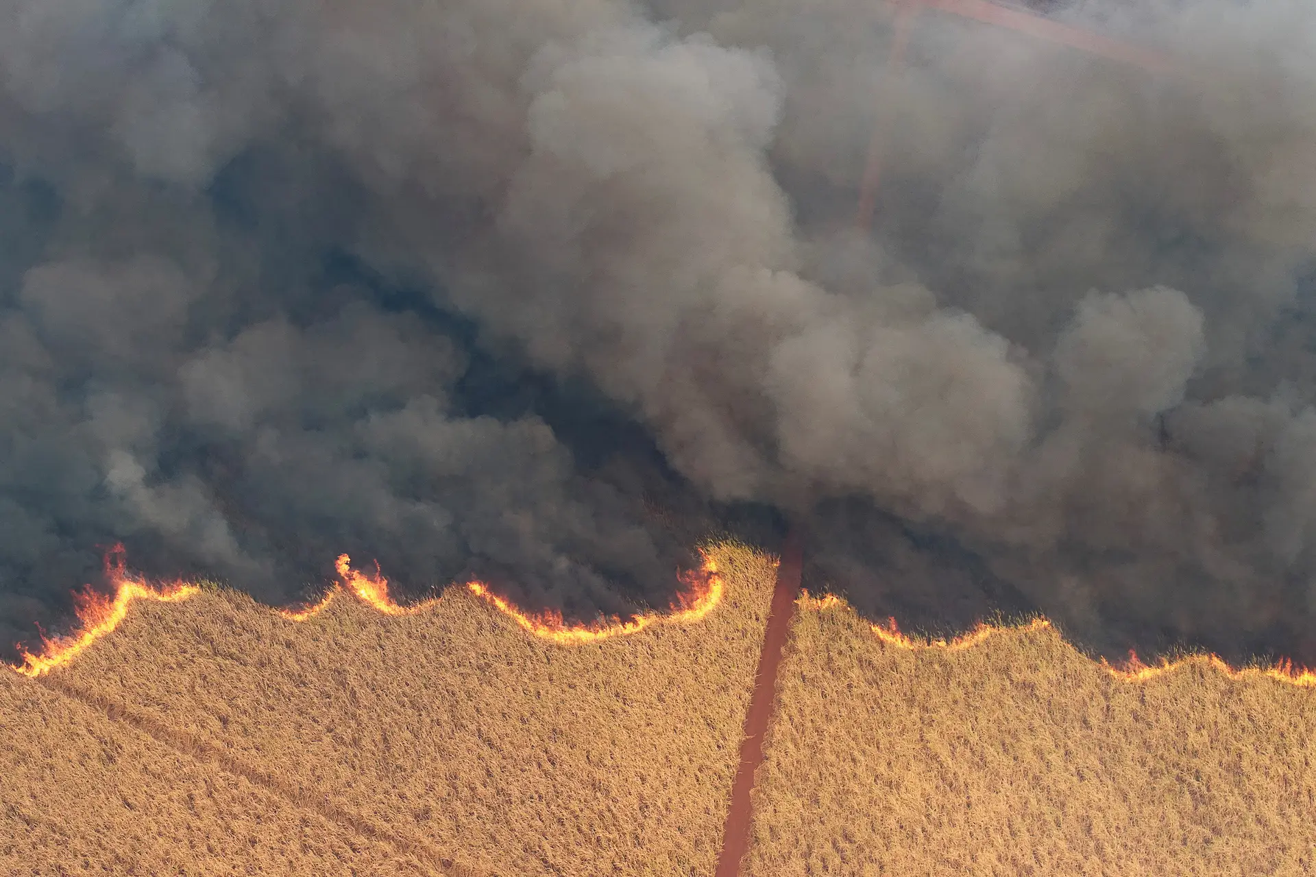 Incêndio reduz a cinzas uma plantação de cana de açúcar, no Brasil