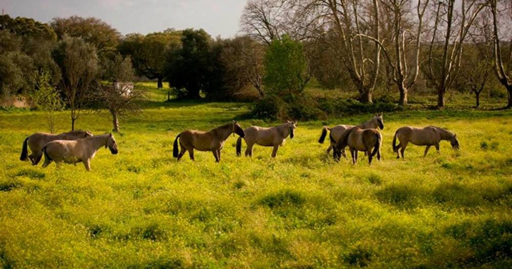 Febre do Nilo confirmada em Portugal: DGAV recomenda vacinação de cavalos