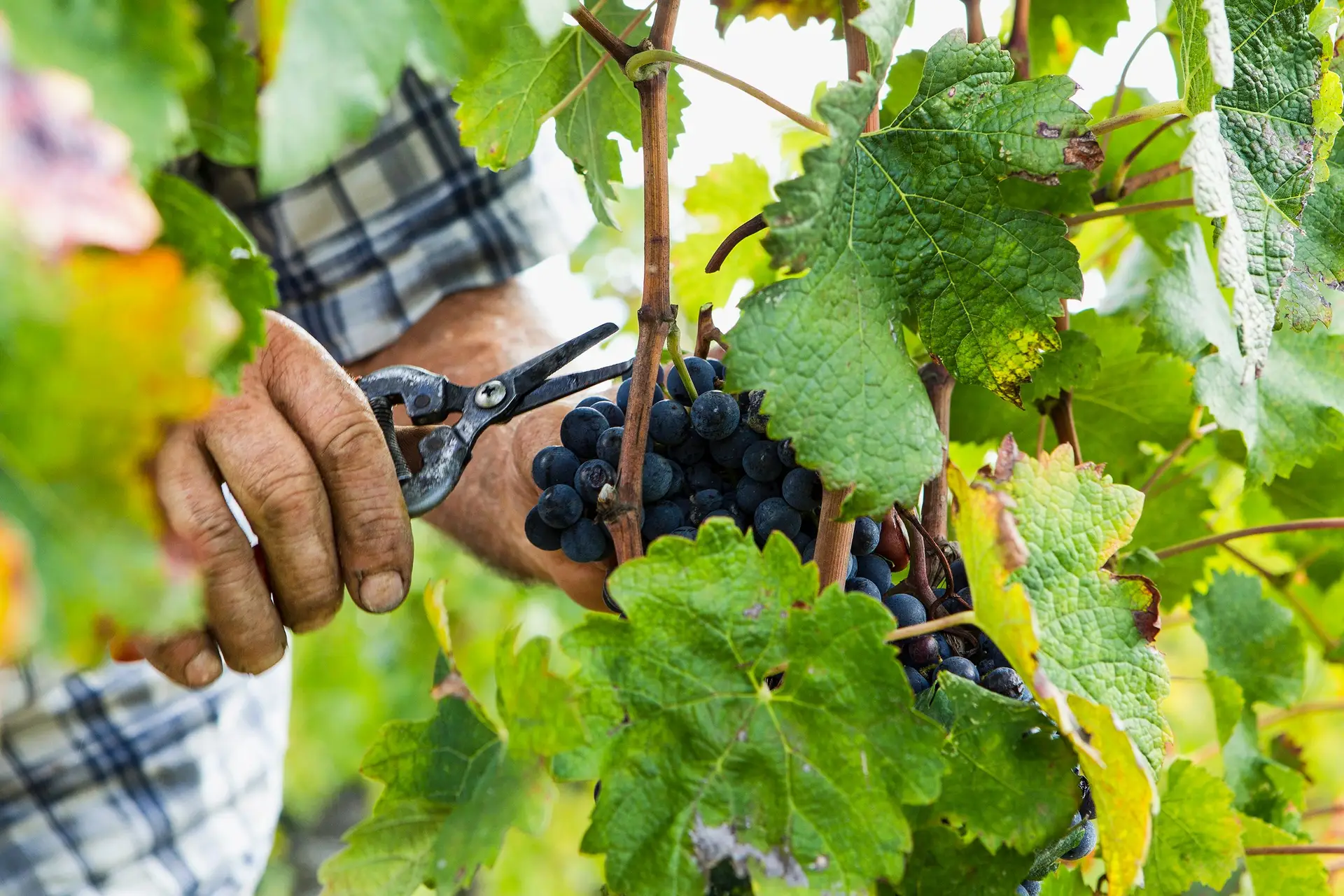 Vinhos. A hora da cerveja e da água