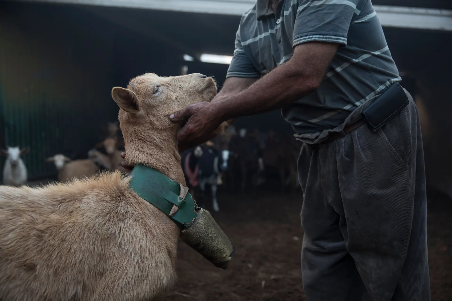 Incêndios: como posso proteger os meus animais? O que devo fazer perante um cão abandonado? E como devo tratar os ferimentos?