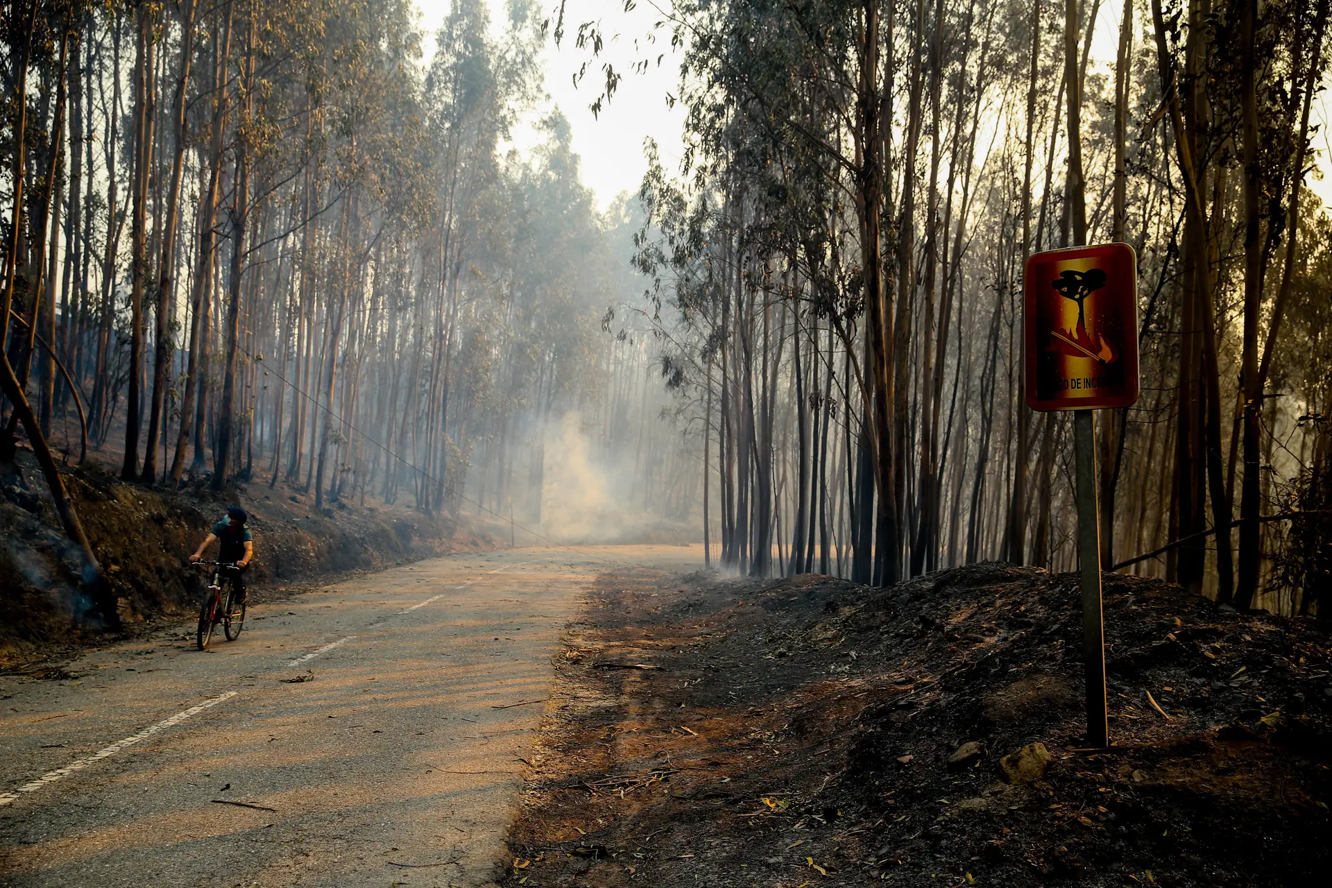 Área ardida quadruplicou em 2024 face ao ano anterior e persistem "fragilidades crónicas"