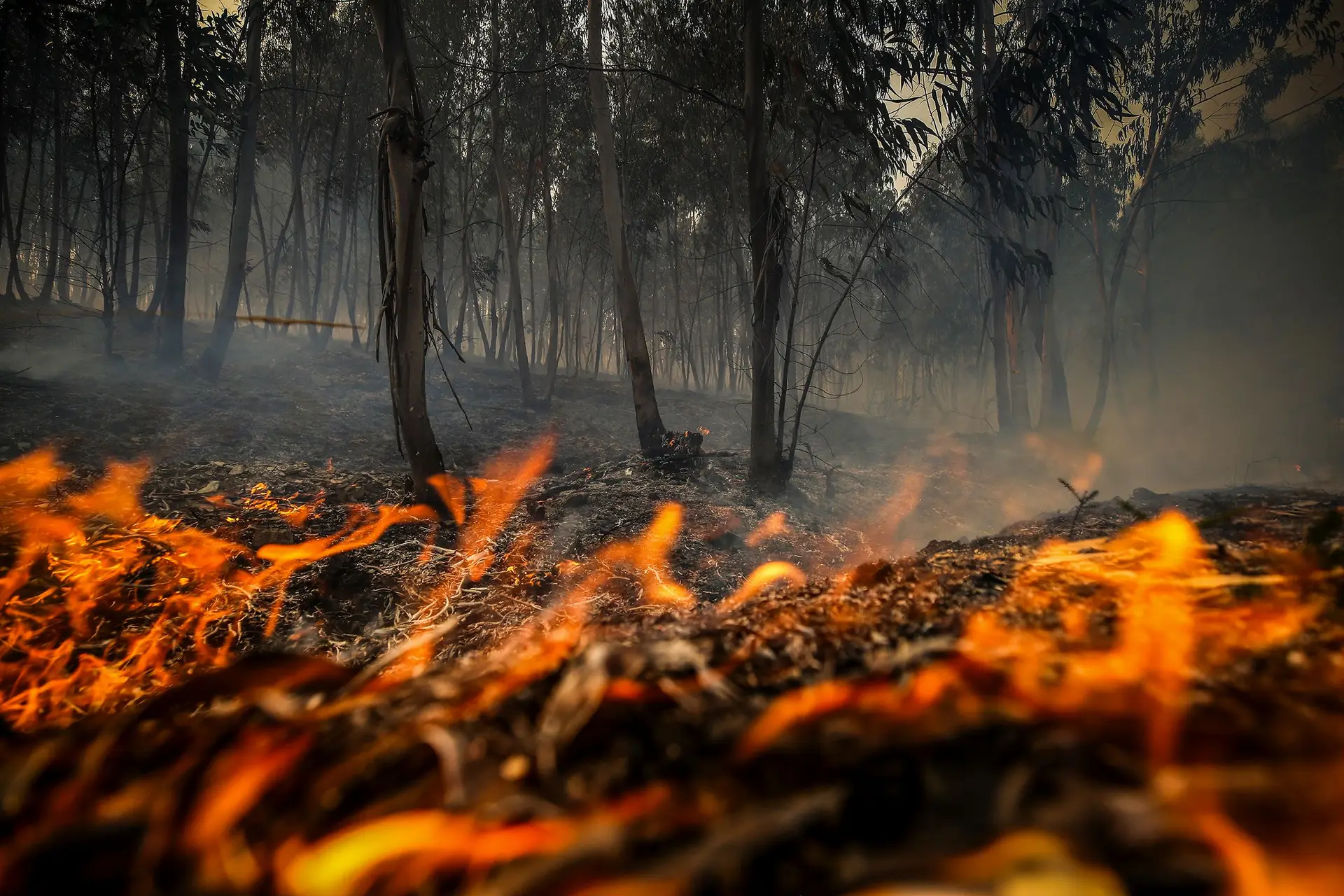 Portugal piorou 'performance' climática, alertam ambientalistas: emissões dos transportes e dos incêndios são as razões