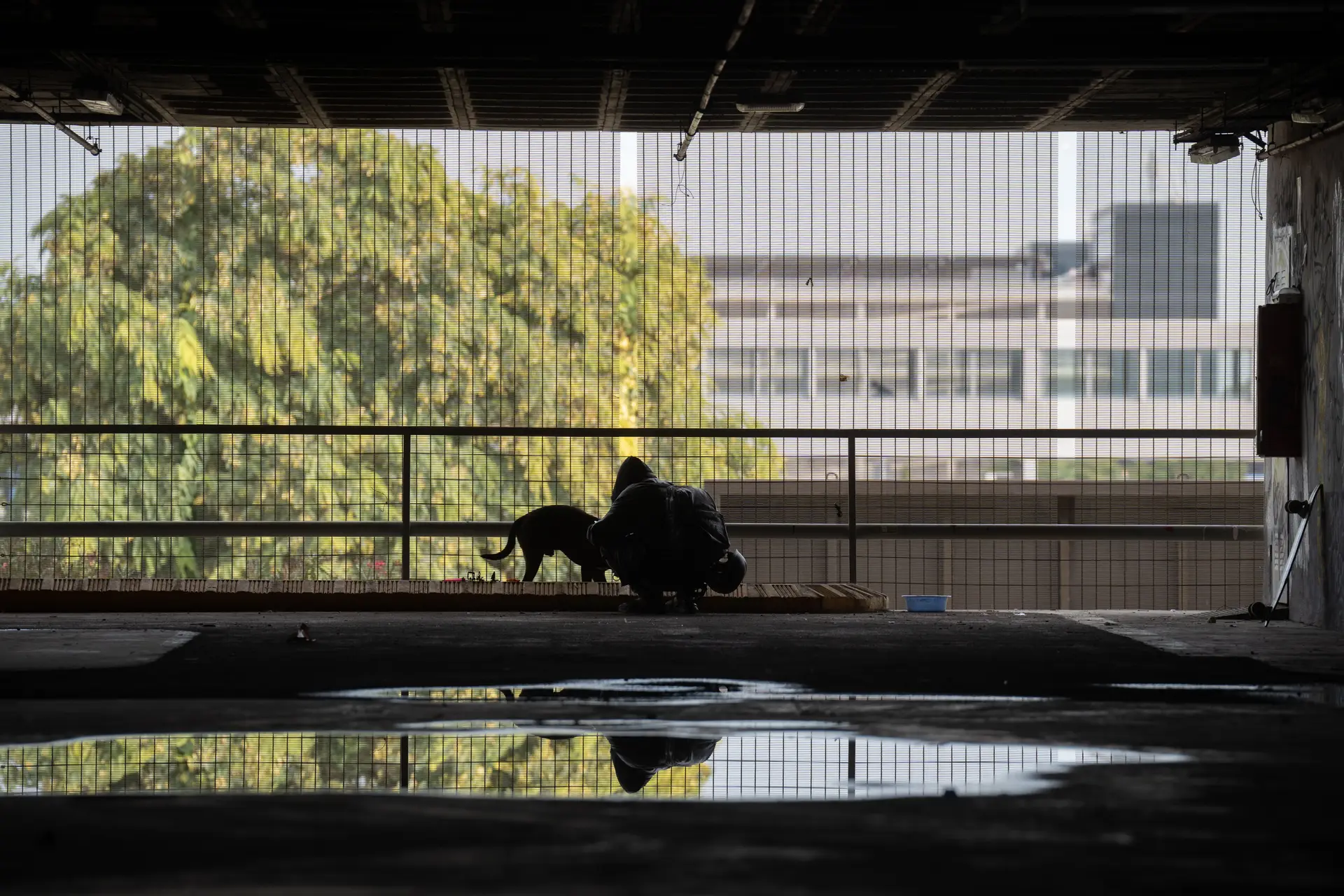 Provedor dos animais de Lisboa quer proibir uso de cães por mendigos e tornar o pombo espécie protegida