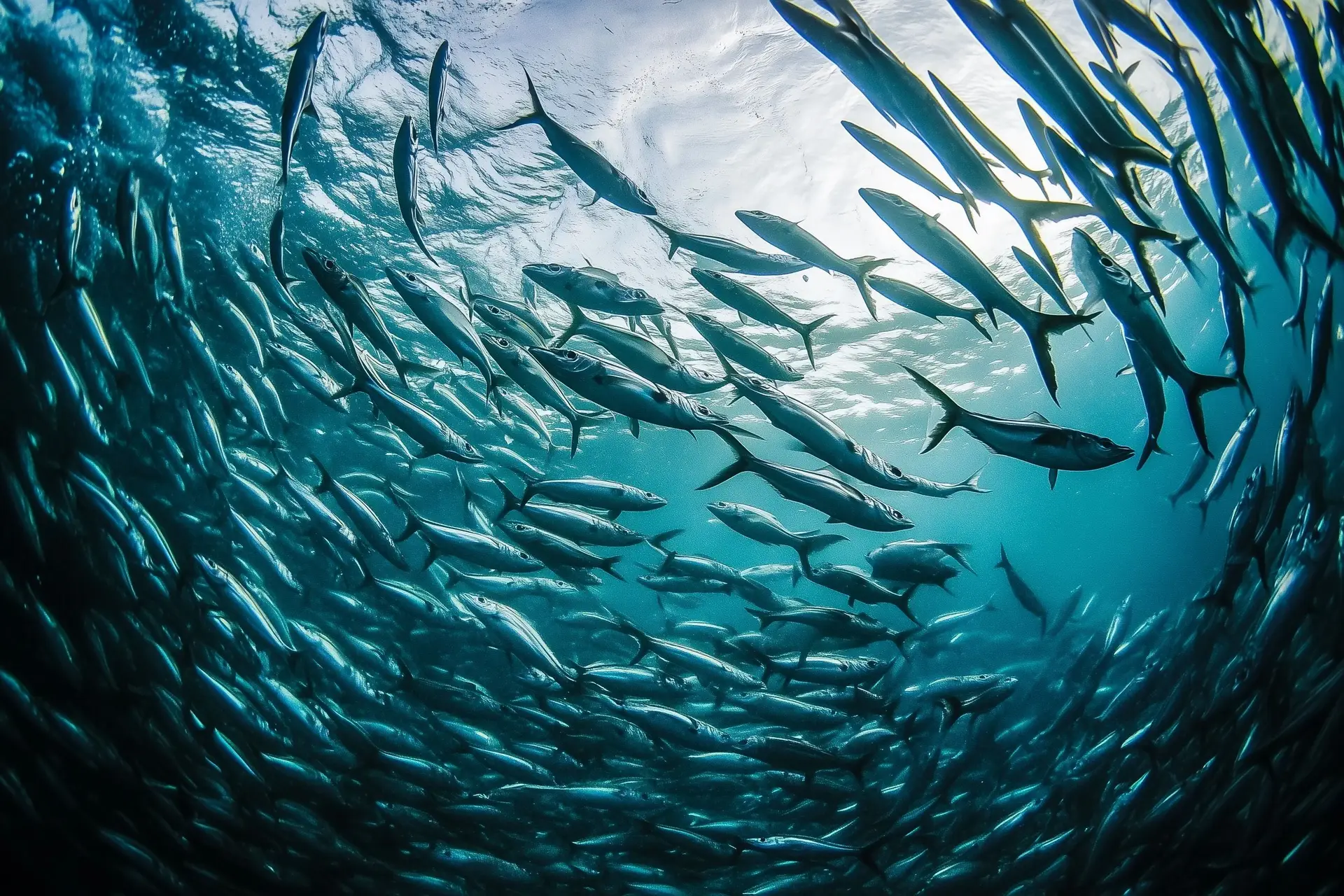 Proteção efetiva do Monte Submarino Gorringe só deve avançar em 2026 mas ministra do Ambiente promete legislação até final do ano