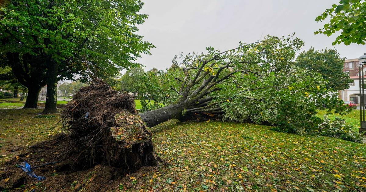 Tempestade "Igreja": 48 mil clientes continuam sem luz, sobretudo no Minho