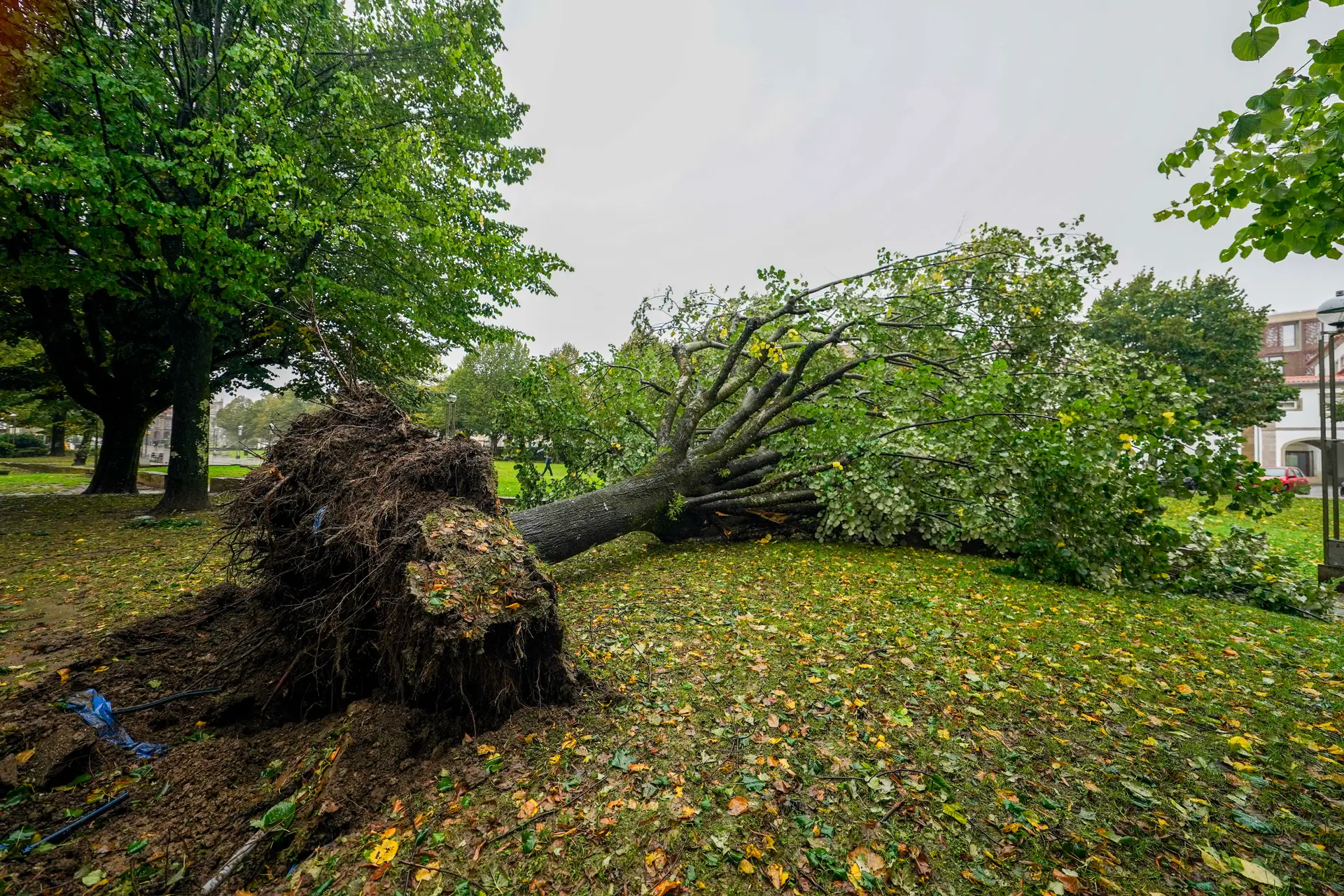 Tempestade "Kirk": 48 mil clientes continuam sem energia, sobretudo no Minho
