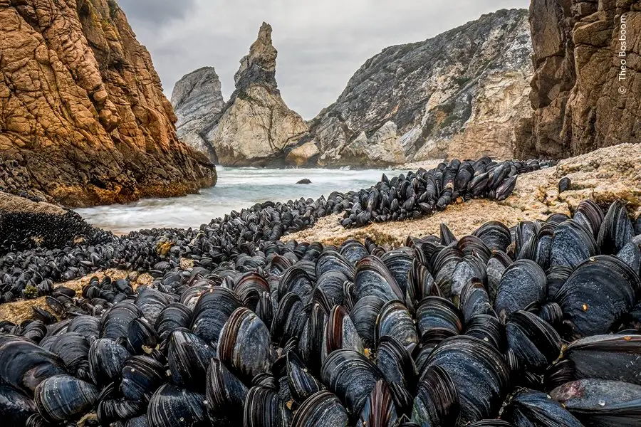 Fotografia de mexilhões em praia portuguesa distinguida no Reino Unido