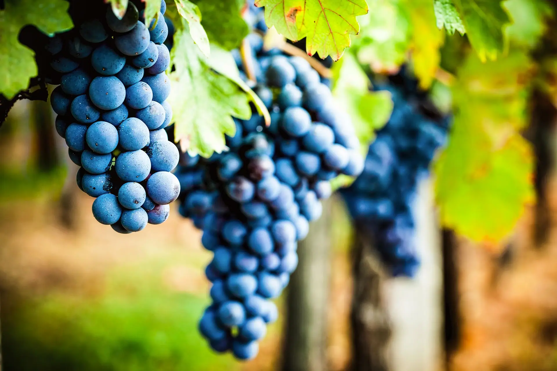 A paciência numa garrafa de vinho: ousar plantar e esperar para ver