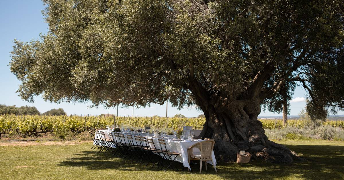 Com almoços à sombra de uma oliveira centenária, esta quinta algarvia convida à descoberta da história da vinha e do vinho.