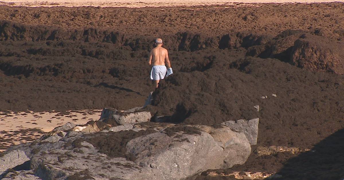 Algas gigantes invadem praias algarvias e exigem grandes custos de limpeza