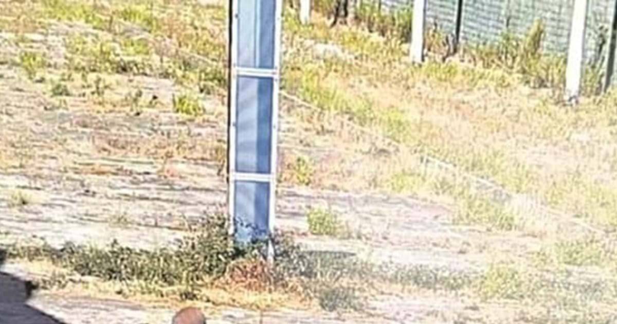 Inimigo público. Vale de Judeus: Ministro da Justiça abre processo disciplinar contra diretor, guardas e escadas
