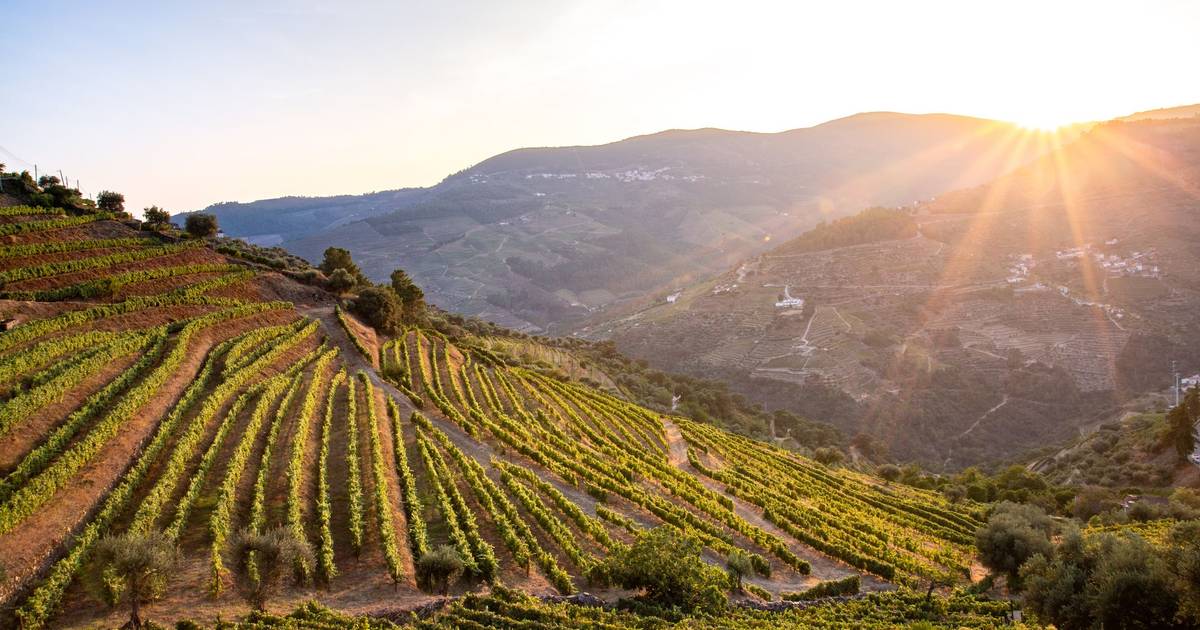 A crise nas vendas de uvas no Douro incentiva os produtores a fazerem o seu próprio vinho