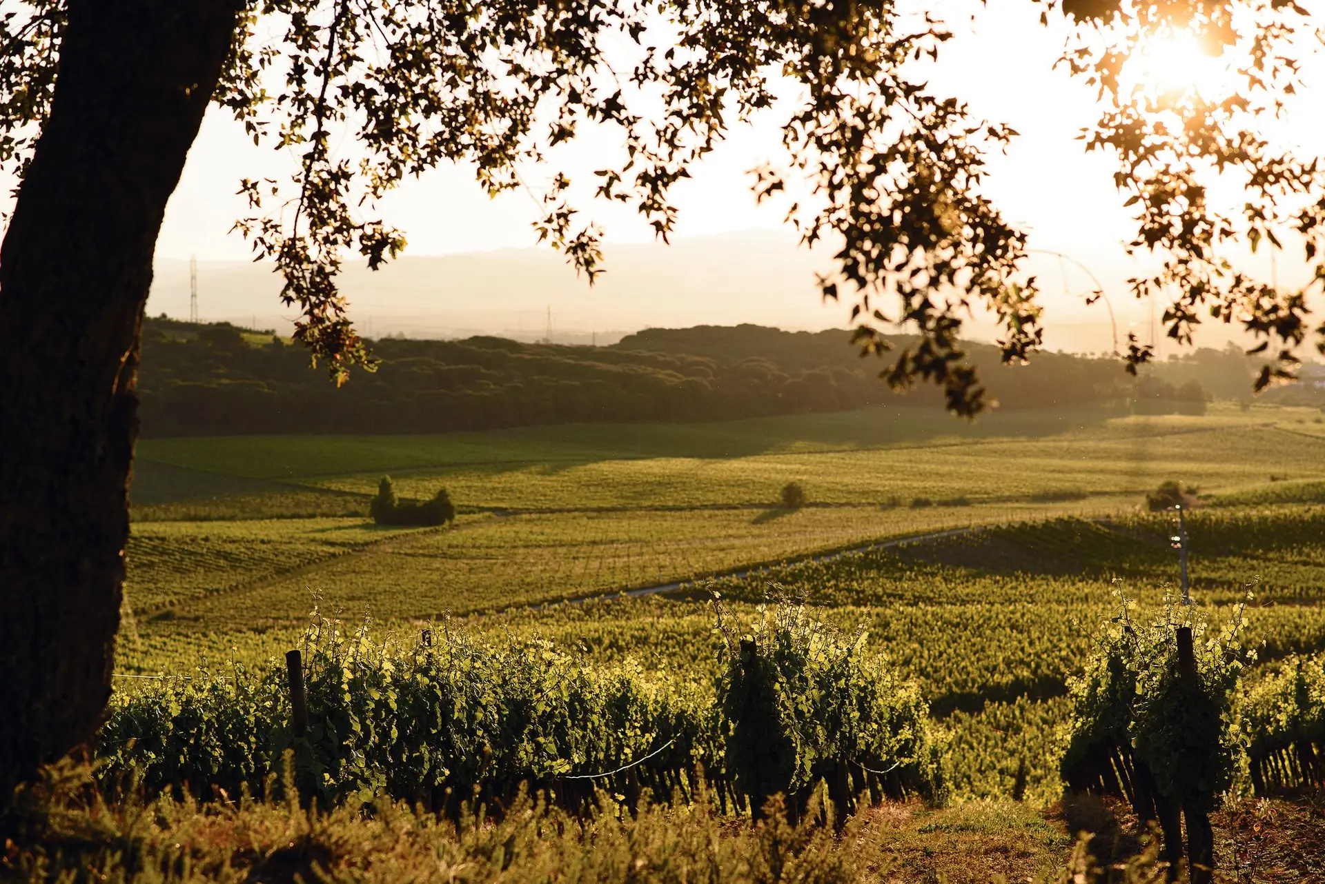 Paisagem vinhateira na Bairrada