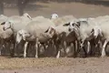 Surto. Língua azul ameaça agricultura