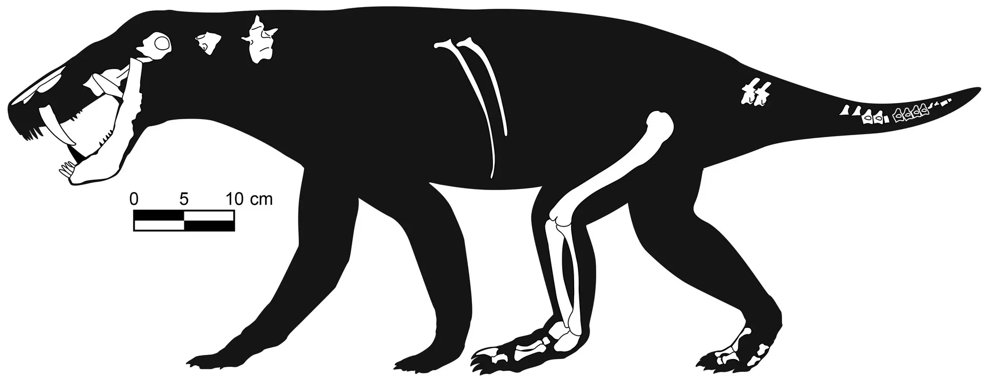 Silhueta do animal, mostrando os diferentes elementos anatómicos recuperados durante a escavação