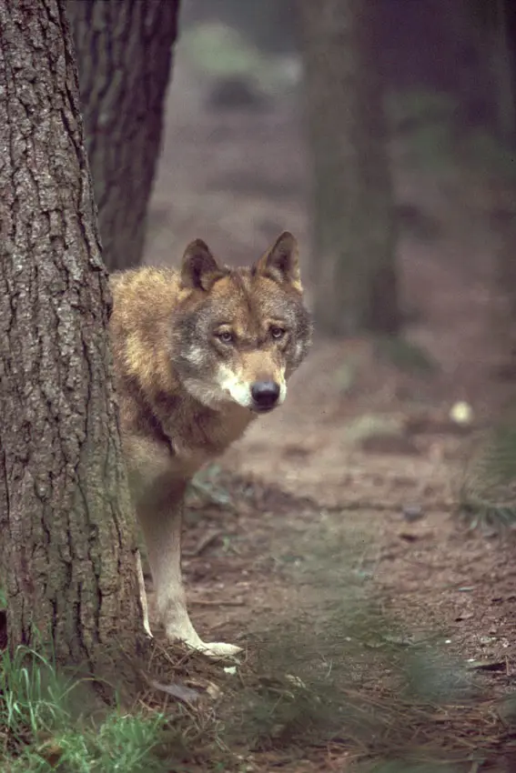 Decisão da União Europeia "é uma luz verde para abater lobos", criticam ambientalistas