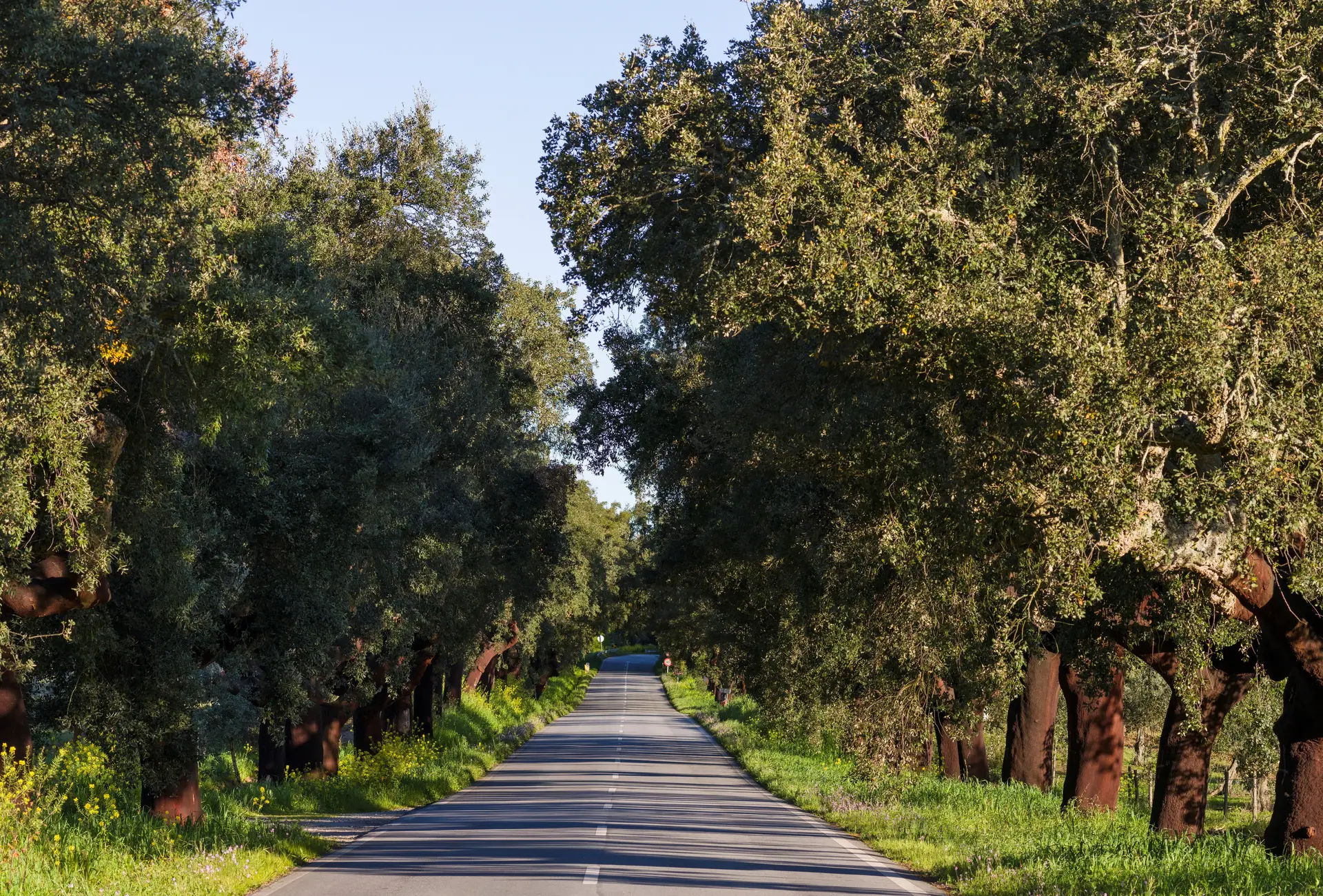 Alentejo é a região da UE com mais mortes nas estradas em 2022