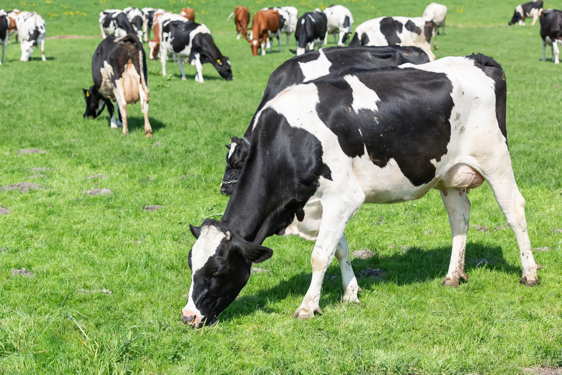 Hilda: a primeira de uma geração de vacas que pode ajudar no combate às alterações climáticas
