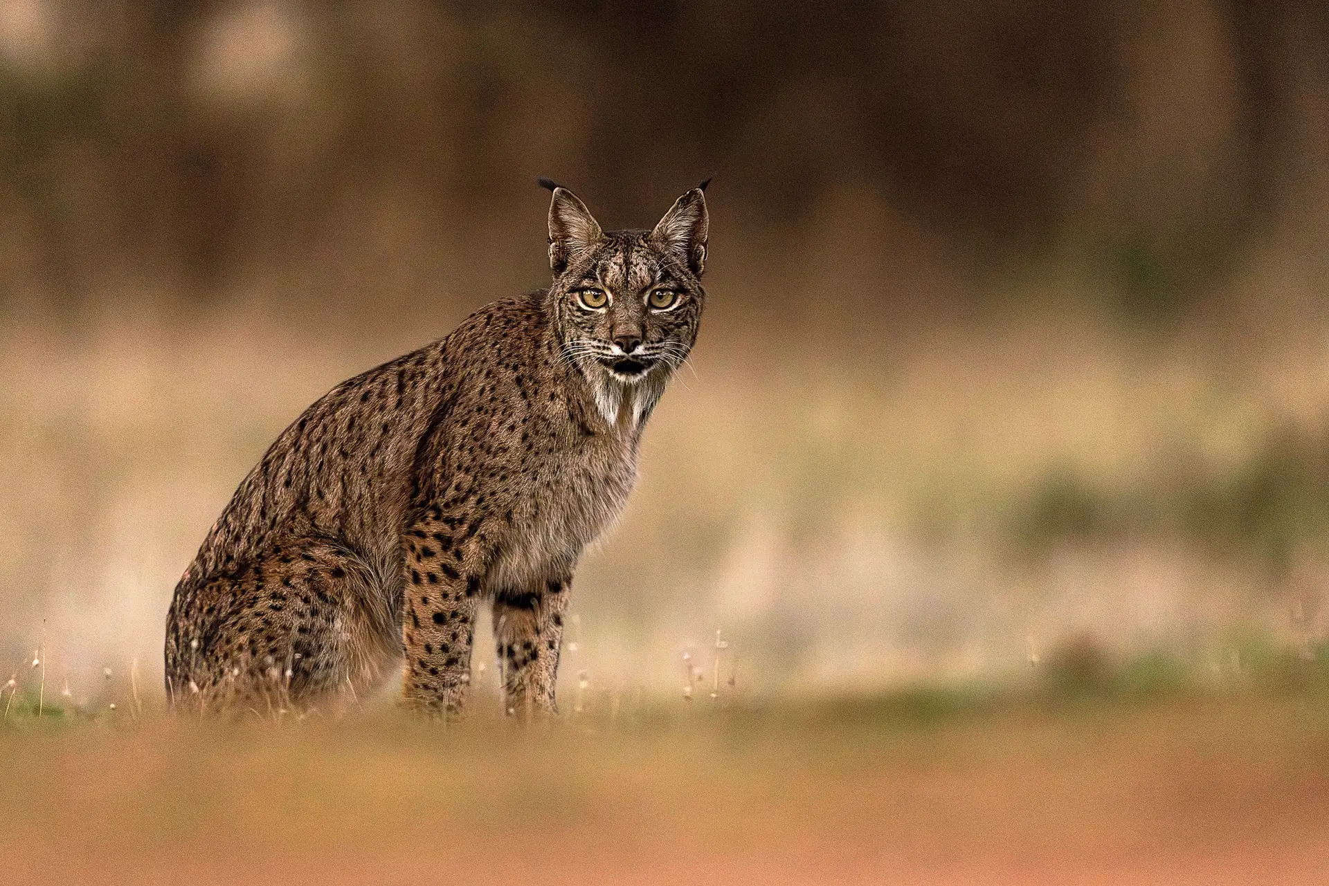 Em Portugal estima-se que vivam cerca de 300 linces-ibéricos