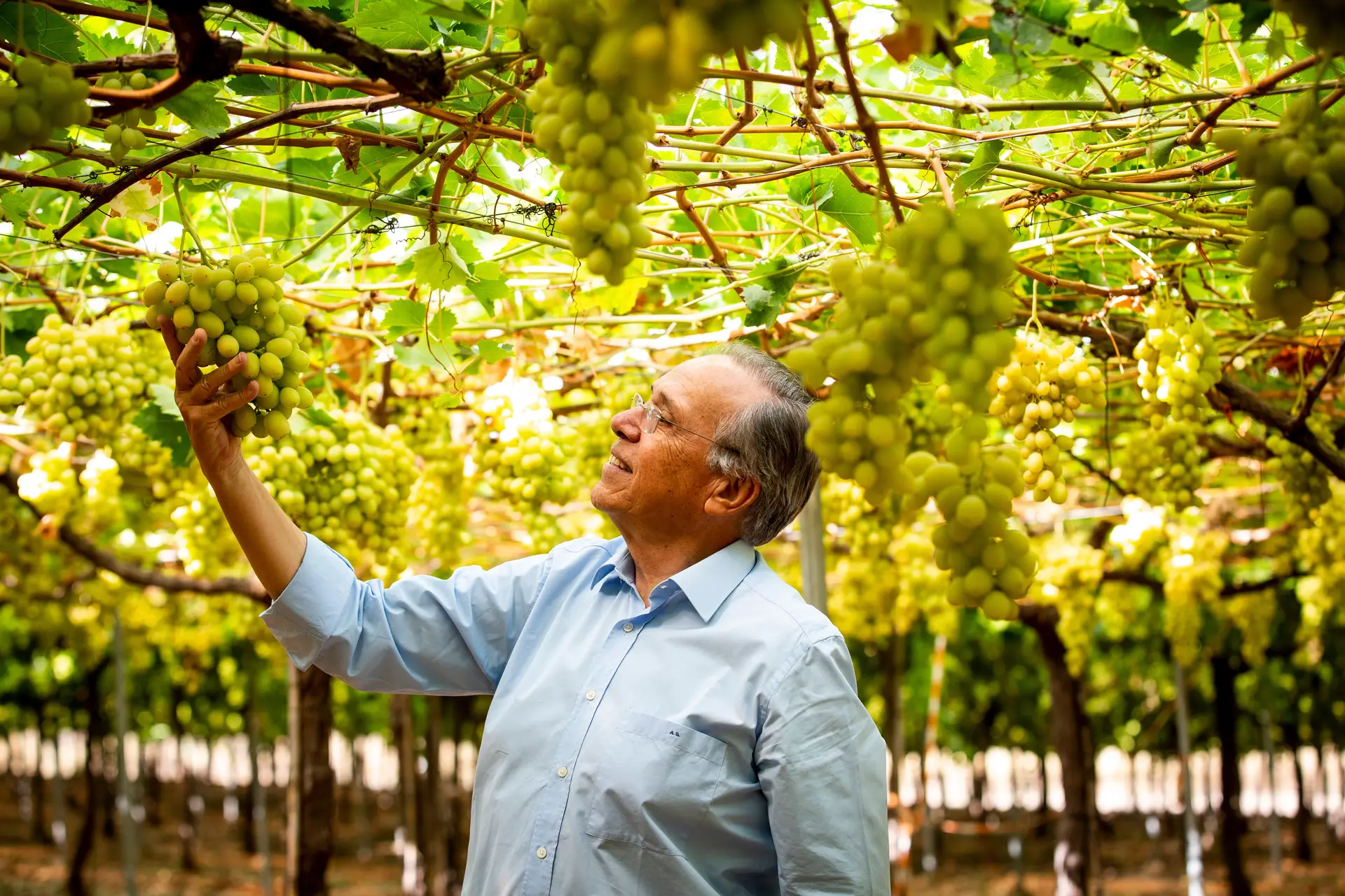 António Silvestre Ferreira, proprietário do Vale da Rosa (produtora de uvas sem grainha).