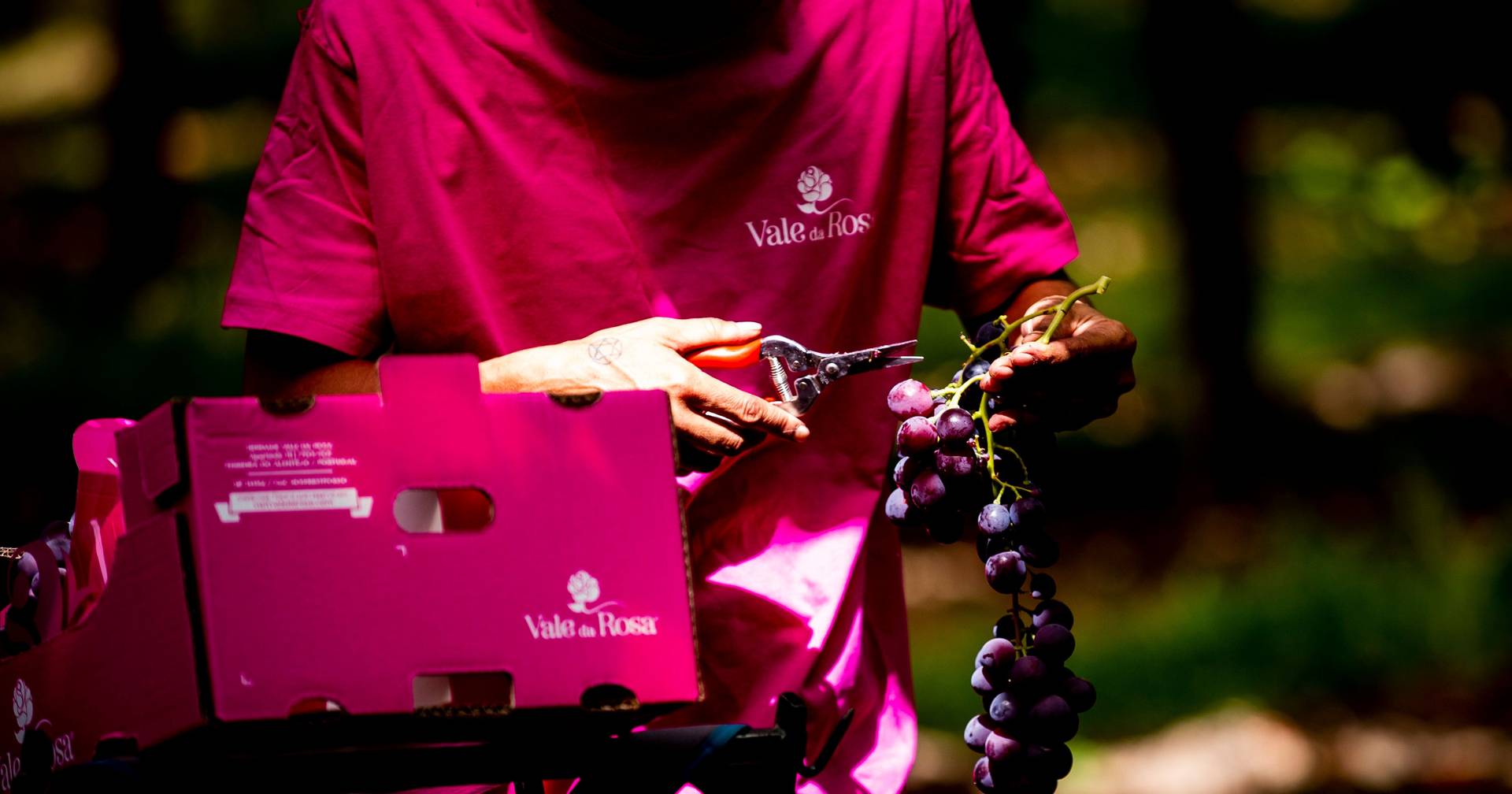 Tribunal dá luz verde a plano de recuperação do grupo Vale da Rosa ...
