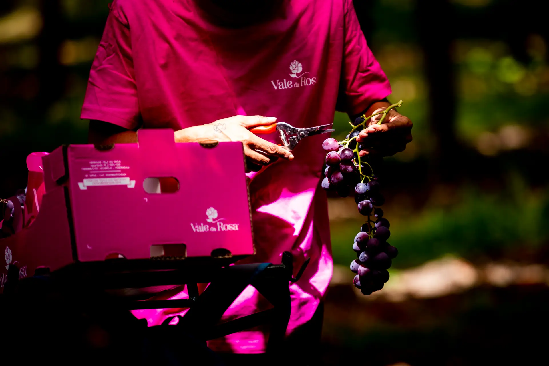 Vale da Rosa (produtora de uvas sem grainha).