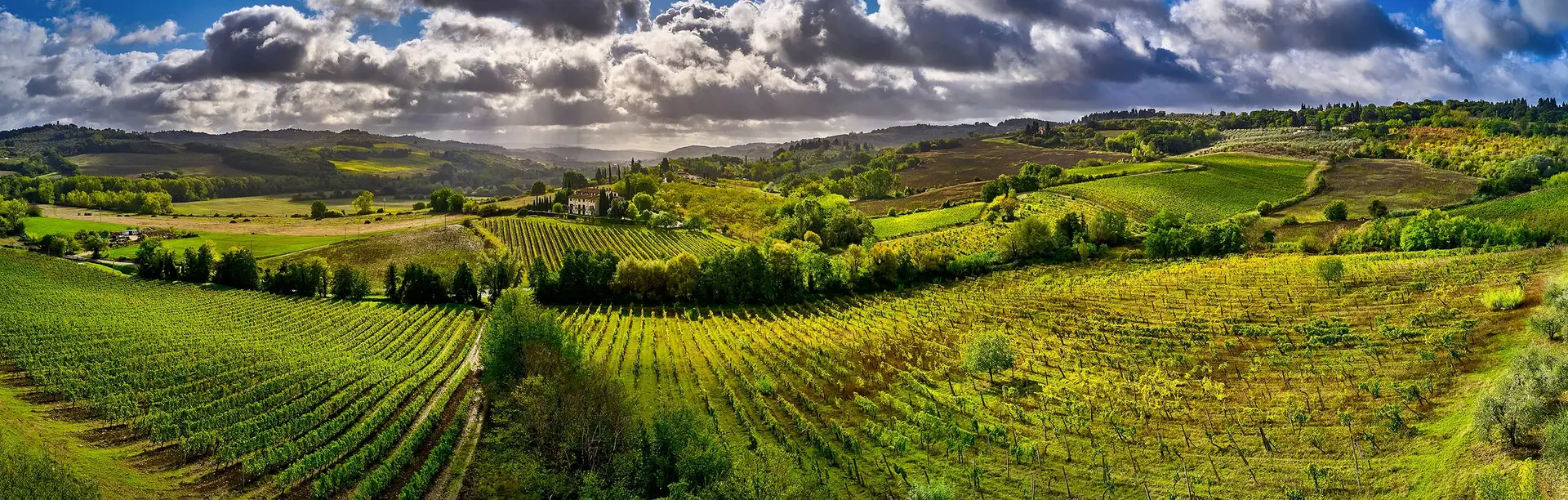 Vinhos: replantar ou arrancar, eis a questão