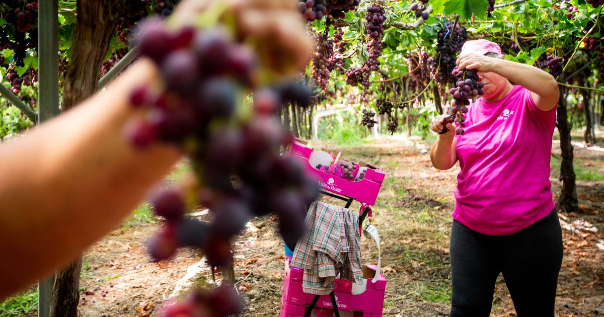 Grupo agrícola espanhol interessado no Vale da Rosa